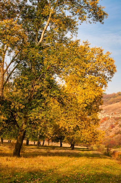 ポプラの木の紅葉 秋の背景 プレミアム写真