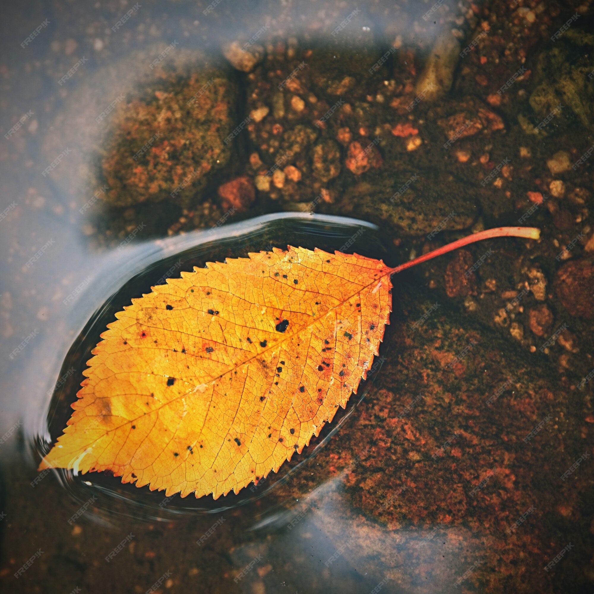 Free Photo | Autumn. a beautiful colorful leaf in the creek. natural ...