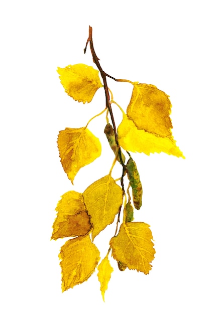 黄色の葉と秋の白樺の枝 プレミアム写真