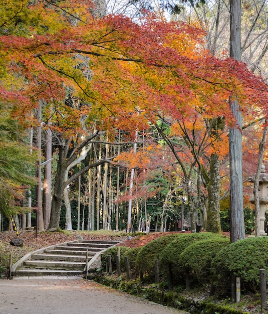 Premium Photo | Autumn colored leaves garden in daigo-ji temple, kyoto ...