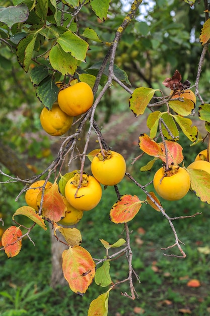 庭の木の枝にぶら下がっている秋の果物 無料の写真