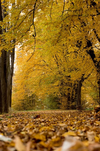 Осень Красота Природы Фото
