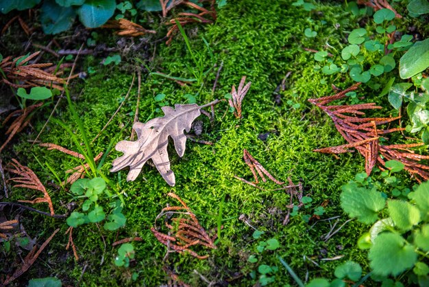 Premium Photo Autumn Leaf On Moss Layer In The Forest