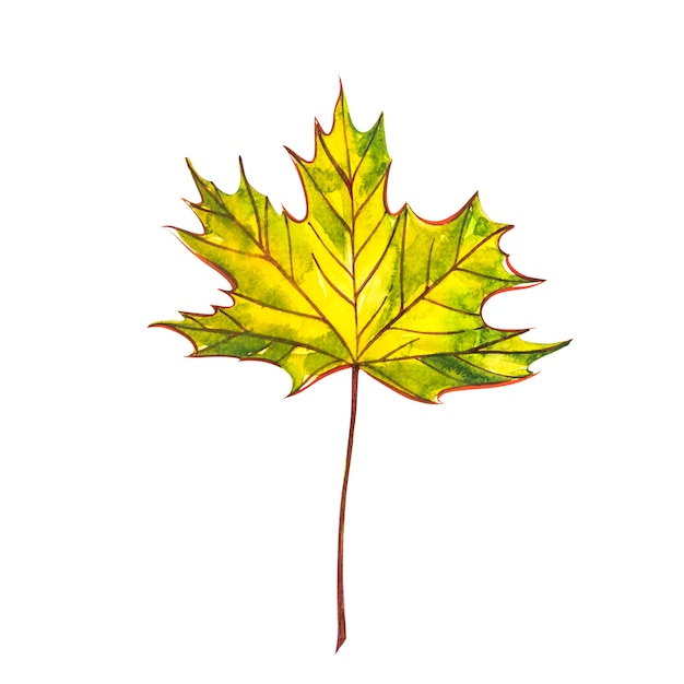 秋の葉 ノルウェーメープル 秋のカエデの葉が分離されました 水彩イラスト プレミアム写真