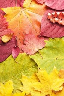 autumn leaves  bright Free Photo