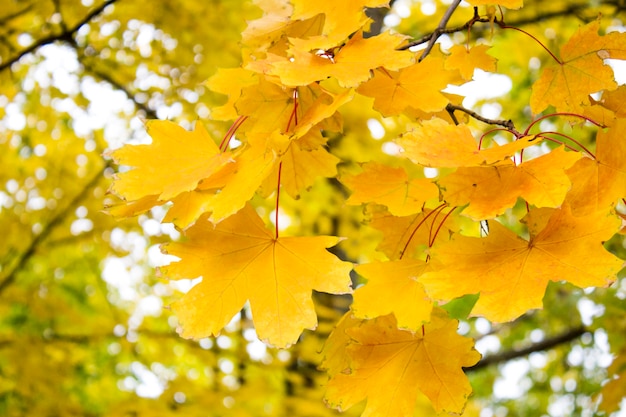 Желтые Листья Фото