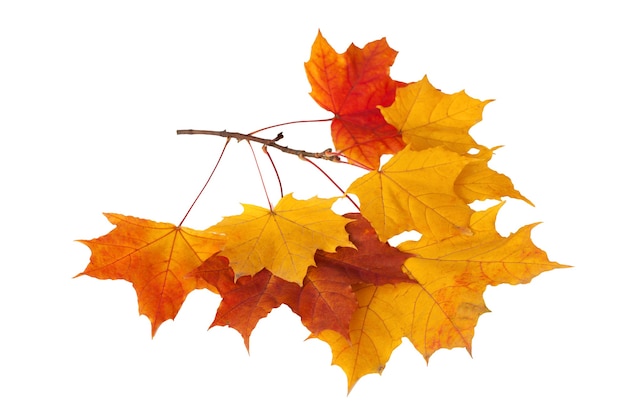 Premium Photo | Autumn leaves isolated on a white background