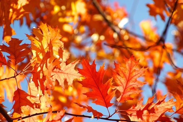 Premium Photo | Autumn leaves in sunny day