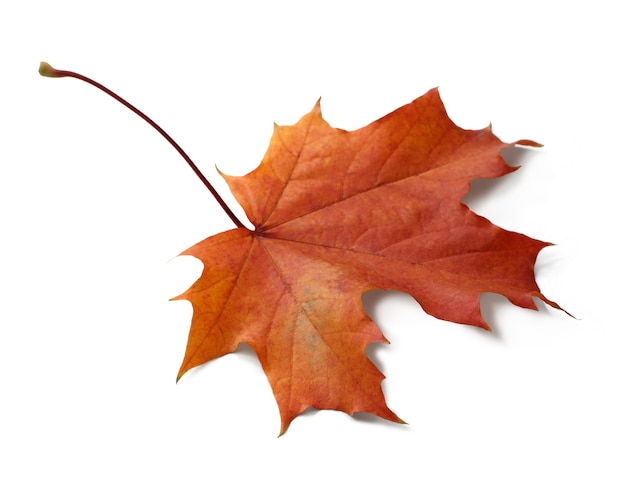 Premium Photo | Autumn maple leaf isolated on white background with shadows