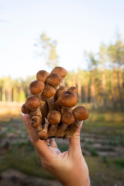 Семейство Опят Фото