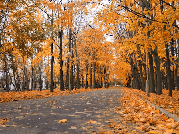 Premium Photo Autumn Park With Space For Layout Road And Blurred Background