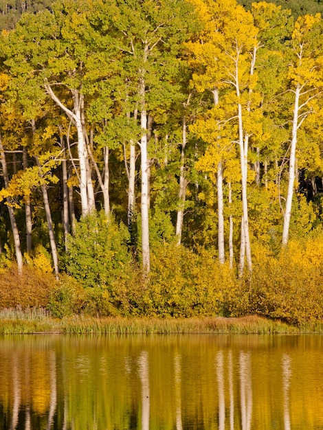 Premium Photo | Autumn in perfect reflection of woods lake, colorado.