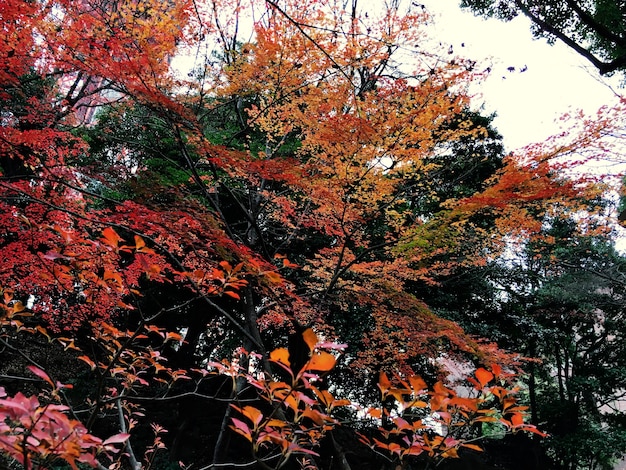 Free Photo | Autumn red leaves nature landscape