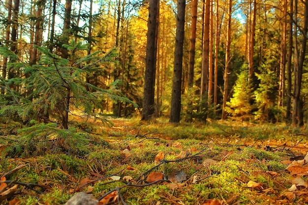 Premium Photo | Autumn taiga forest landscape, nature view fall in the ...