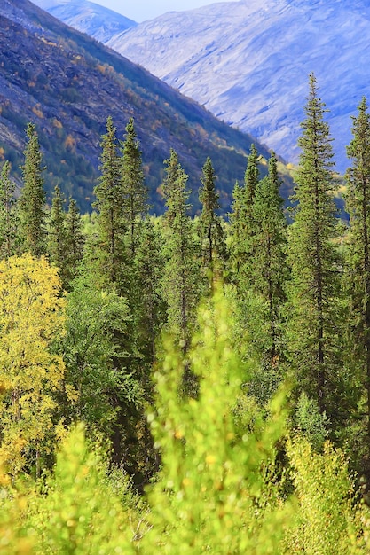 Premium Photo | Autumn taiga forest landscape, nature view fall in the ...