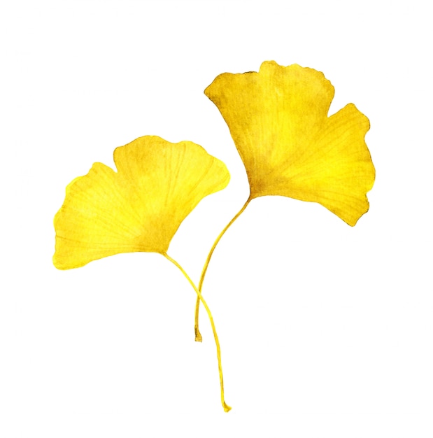 秋の黄色いイチョウの葉 季節の水彩イラスト プレミアム写真