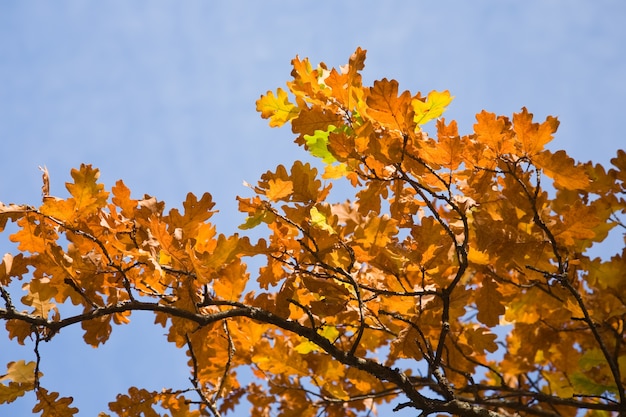 Foglie D Autunno Di Quercia Foto Gratis