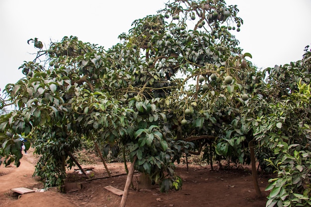 Premium Photo Avocados Hanging From Tree Green Fruit Scientific Name