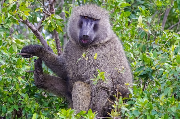 Premium Photo | Baboon in the jungle safari in africa uganda