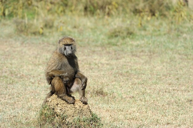 Free Photo | Baboon in national park of kenya, africa