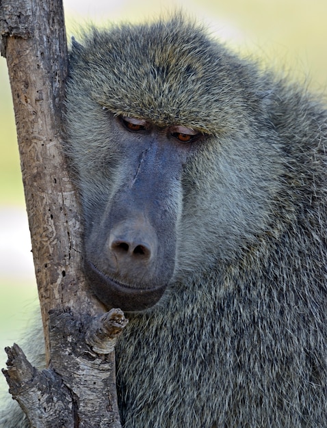 Premium Photo | Baboons in the natural habitat. africa. kenya.