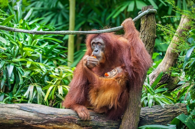 赤ちゃんと母親の果物を食べるオランウータン プレミアム写真