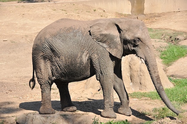 Baby animal africa zoo elephant elephants Photo | Free Download