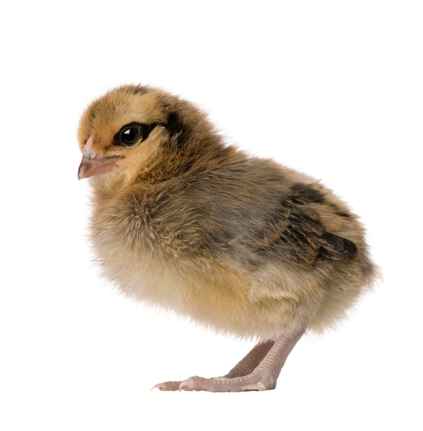 Premium Photo Baby Chicken Isolated