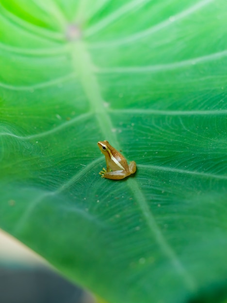 premium-photo-baby-golden-tree-frog-on-taro-leaf-in-morning-day