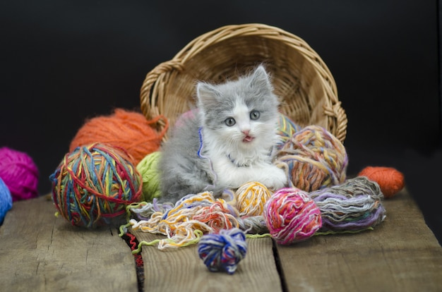 kitten playing with ball