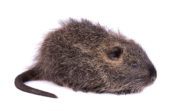 Premium Photo Baby Nutria Isolated One Brown Coypu Myocastor Coypus Isolated