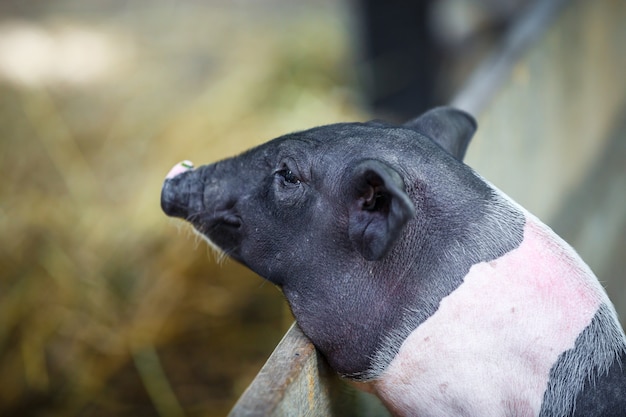 牧場の赤ちゃん豚 かわいい子豚 プレミアム写真