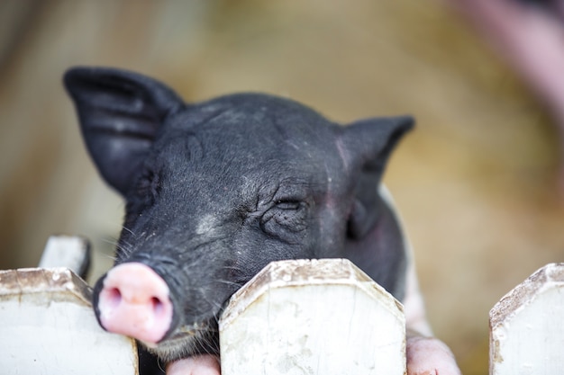 牧場の赤ちゃん豚 かわいい子豚 プレミアム写真