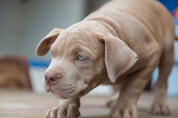 Premium Photo Baby Pitbull Look For Someone To Play On Blur Background