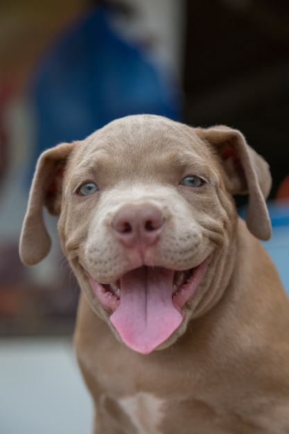 Baby Pitbull Images Free Vectors Stock Photos Psd