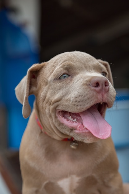 Premium Photo Baby Pitbull Smile And Look For Someone To Play Blur Background