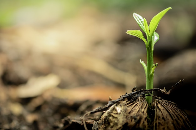 premium-photo-baby-plant-growing-from-seed-with-greenery-blurred