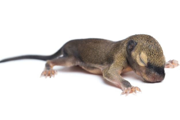 Premium Photo | The baby plantain squirrel on white background