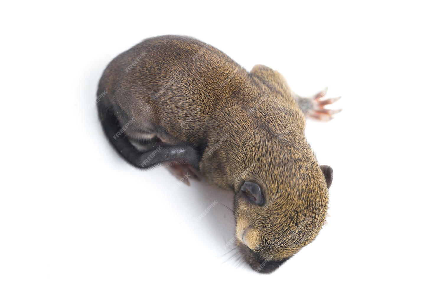 Premium Photo | The baby plantain squirrel on white background