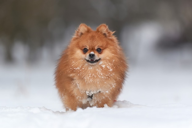 Premium Photo Baby Pomeranian Spitz Playing In Winter Day