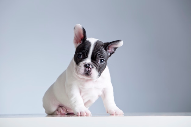 Premium Photo Baby Purebred French Bulldog