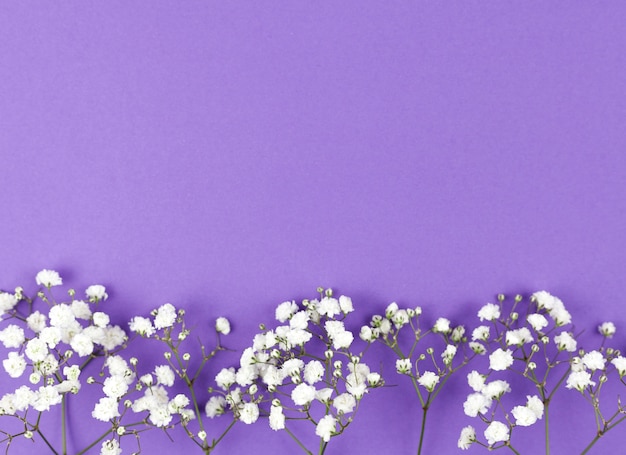 Free Photo Baby S Breath Flower At The Bottom Of Purple Backdrop