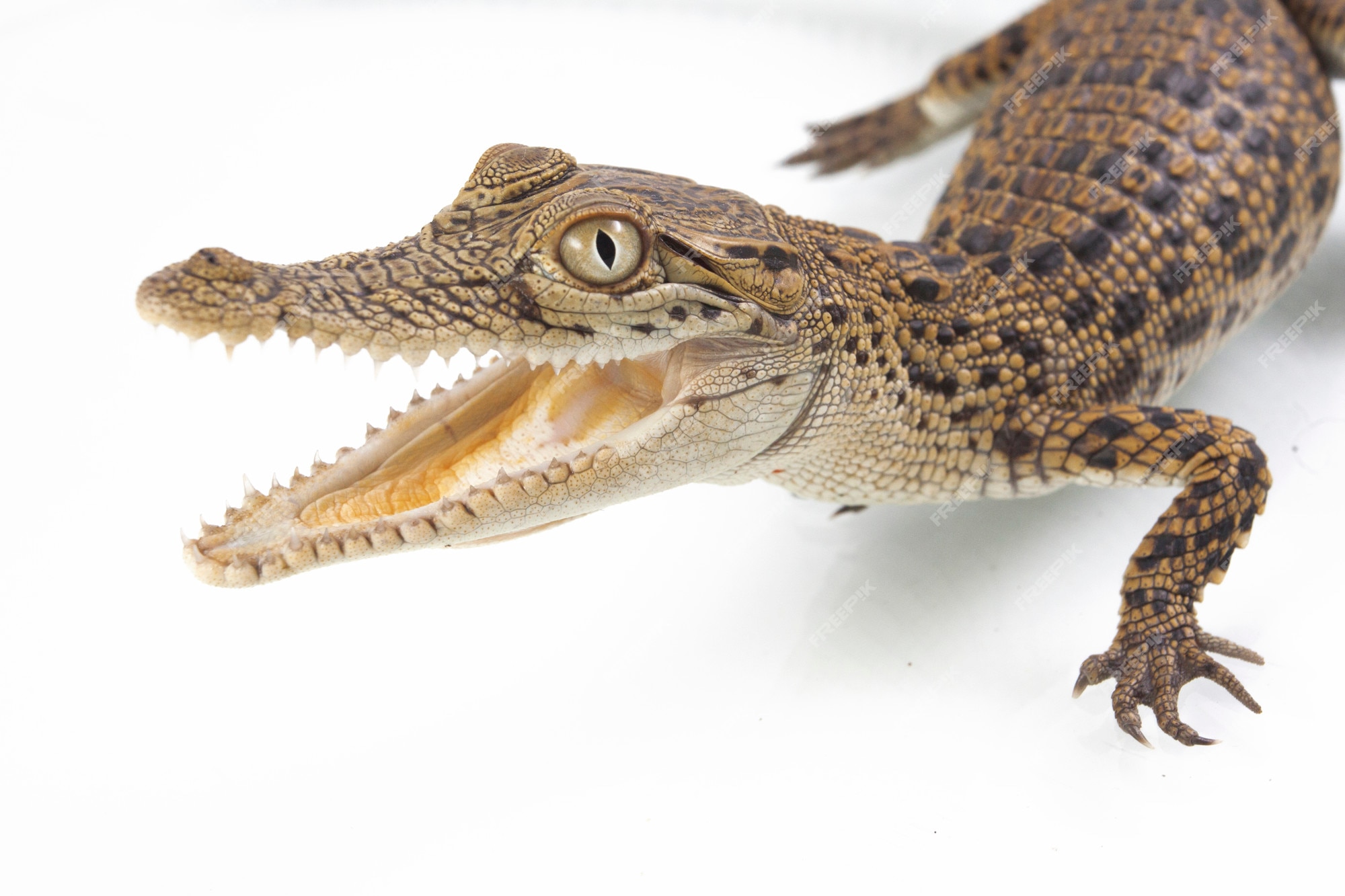 Premium Photo | A baby saltwater crocodile isolated on white background