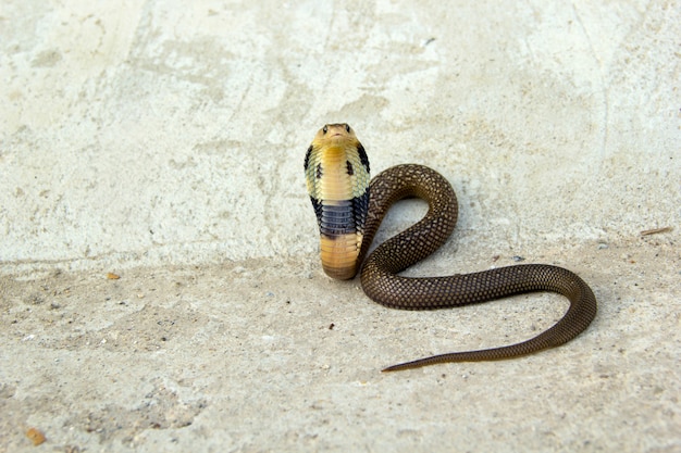 セメントの床に赤ちゃん蛇コブラ プレミアム写真