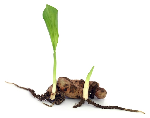 Premium Photo | Baby turmeric plant over white background