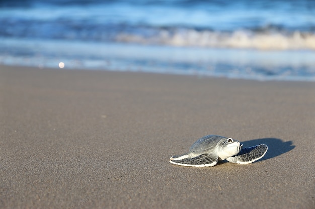 Premium Photo | Baby turtle on the beach