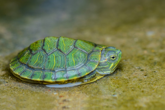 Premium Photo | Baby turtle in water