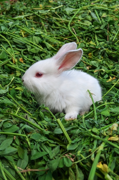 Premium Photo | Baby white rabbit in meadow