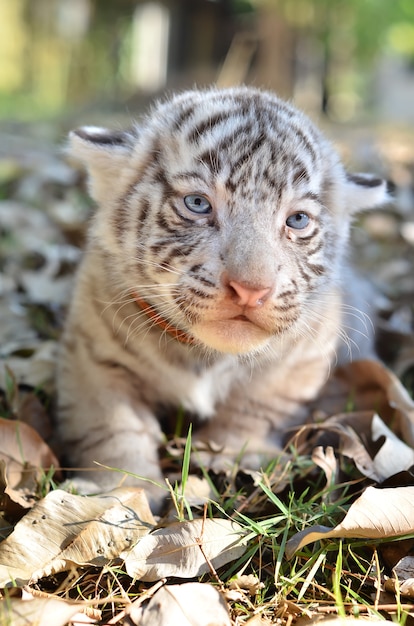 Rebenok Belyj Tigr Premium Foto