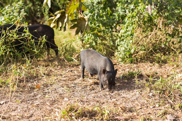 Premium Photo | Baby wild pigs. wild black boar or pig walking on meadow.